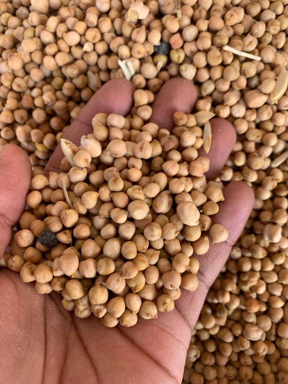 Chick Peas