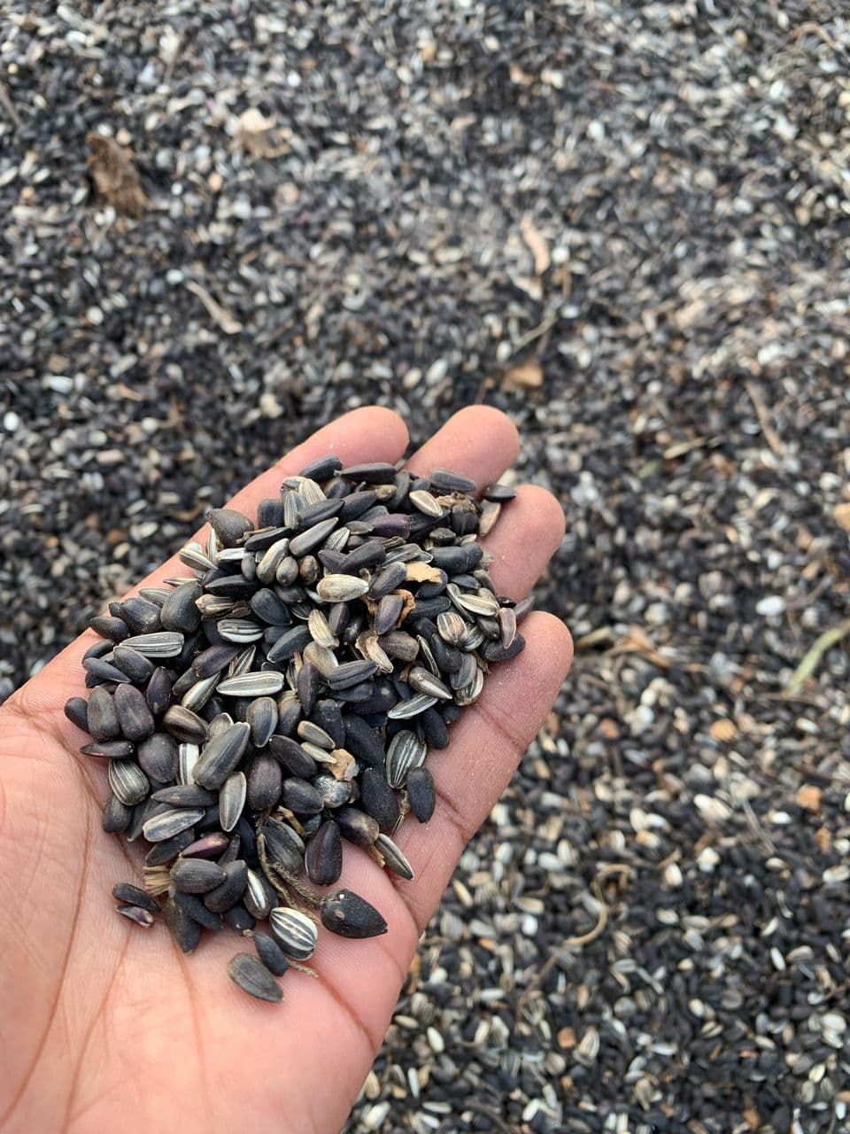 Sunflower Seeds