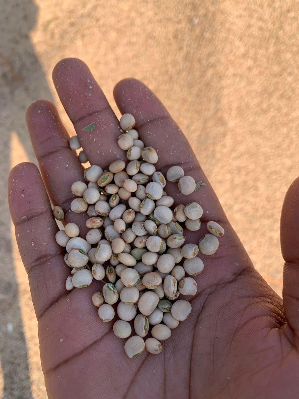 Pigeon Peas