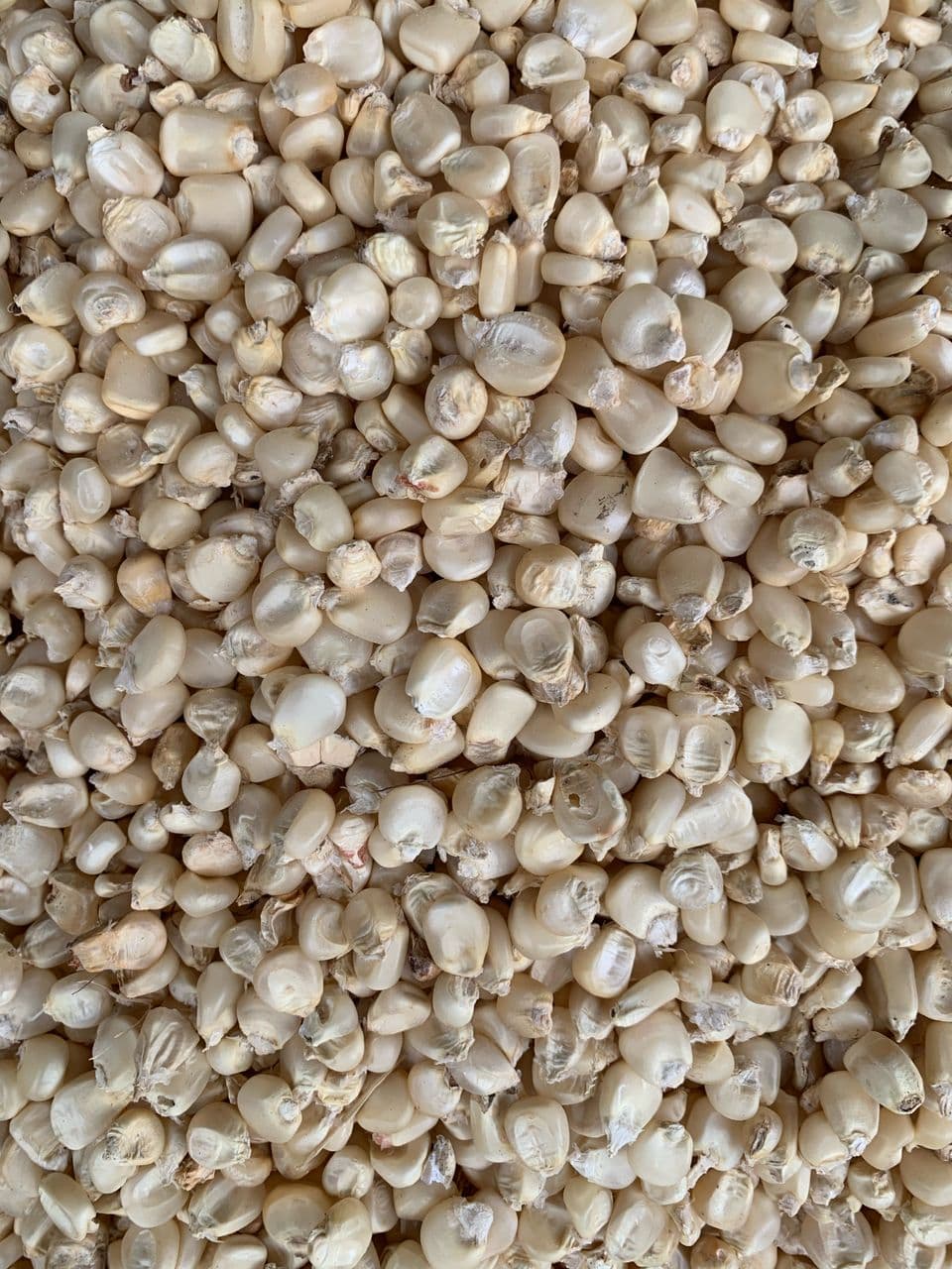 White Maize