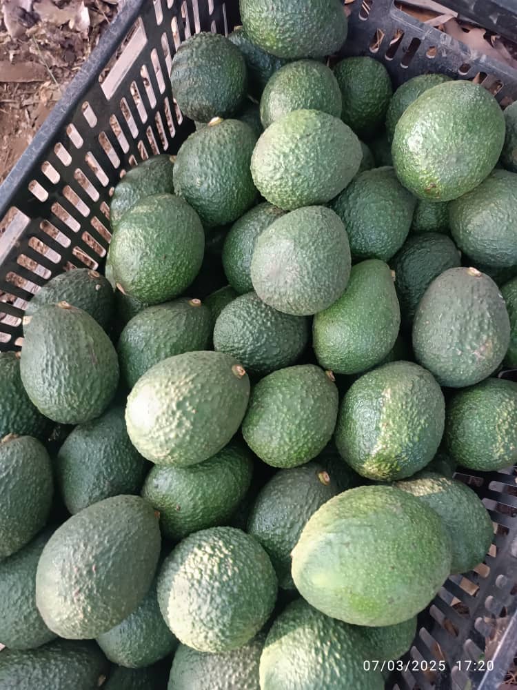 Avocado